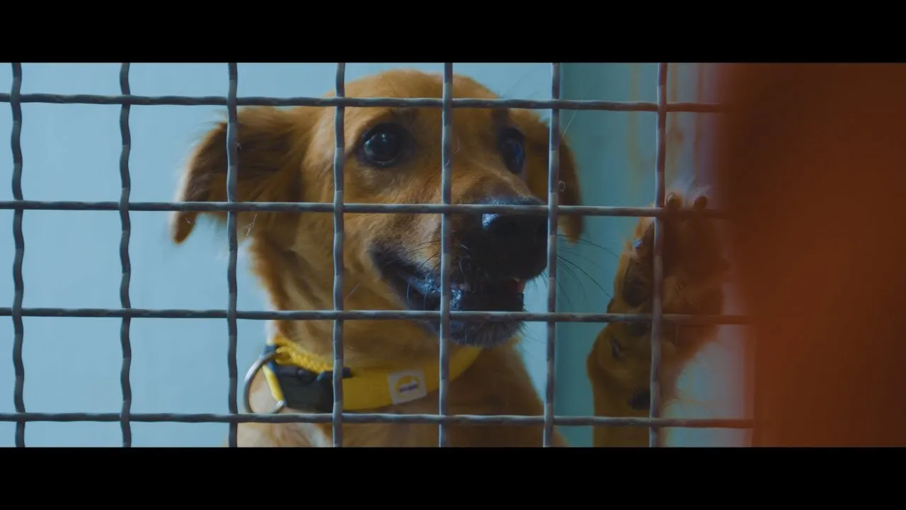 Dog Adoption Awareness Video