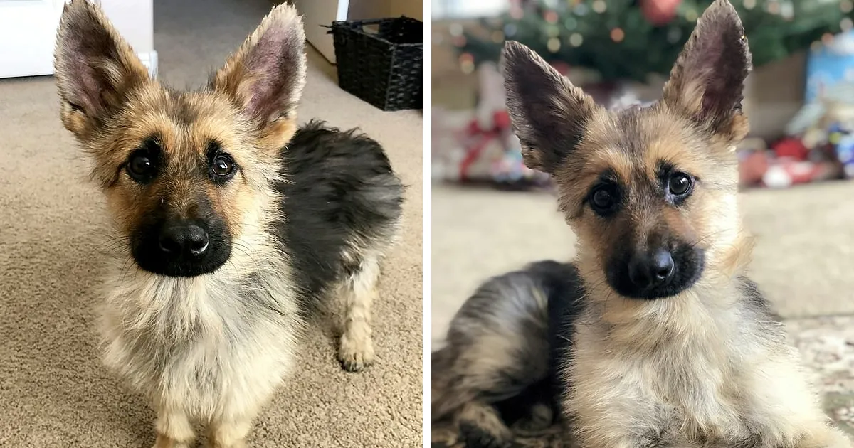 Este pastor alemán de 2 años tiene enanismo, y siempre parecerá un cachorrito