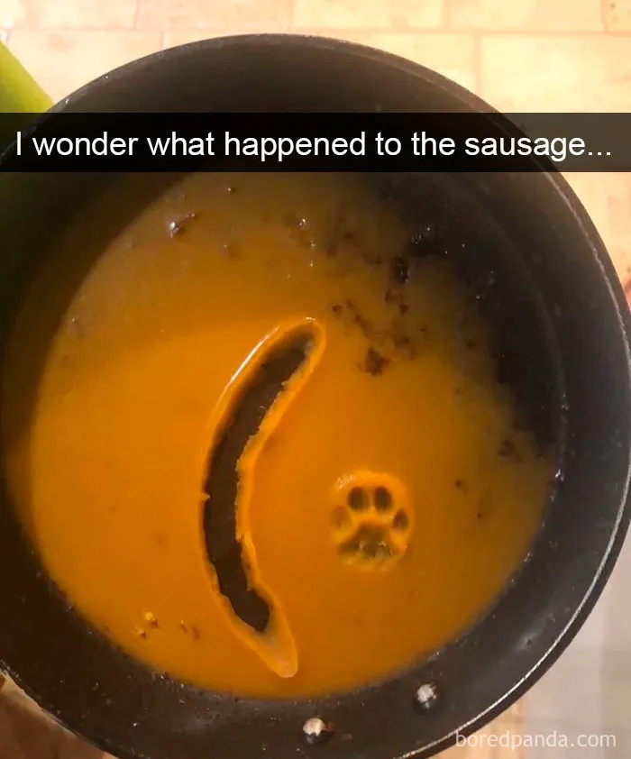 40 Hilarious Cat Snapchats That Will Leave You With The Biggest Smile (New Pics)