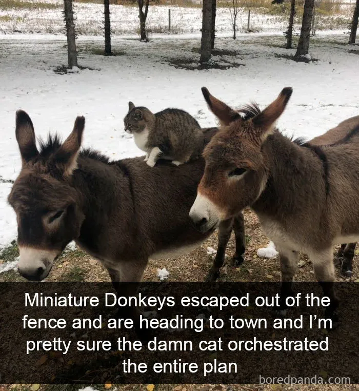 40 Hilarious Cat Snapchats That Will Leave You With The Biggest Smile (New Pics)