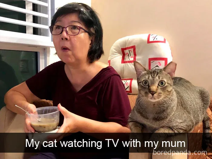 40 Hilarious Cat Snapchats That Will Leave You With The Biggest Smile (New Pics)