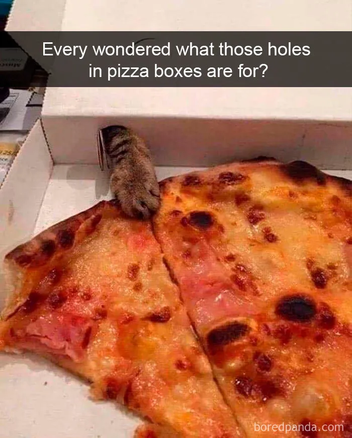 40 Hilarious Cat Snapchats That Will Leave You With The Biggest Smile (New Pics)