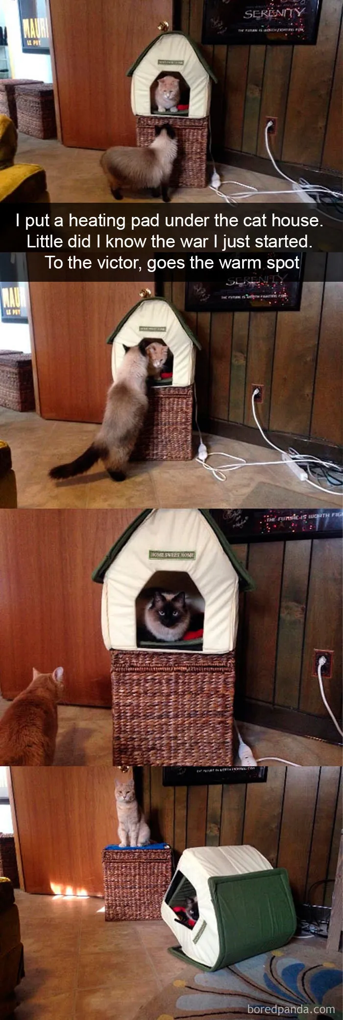 40 Hilarious Cat Snapchats That Will Leave You With The Biggest Smile (New Pics)