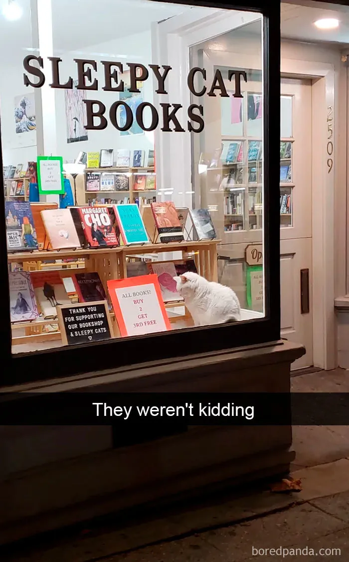 40 Hilarious Cat Snapchats That Will Leave You With The Biggest Smile (New Pics)