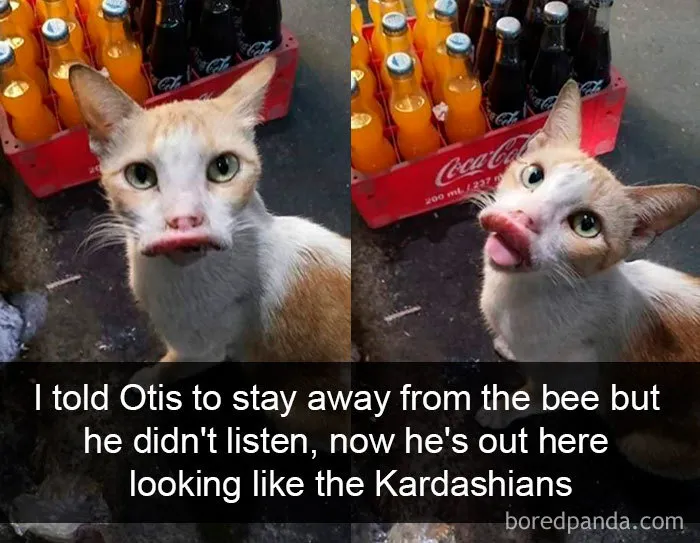 40 Hilarious Cat Snapchats That Will Leave You With The Biggest Smile (New Pics)