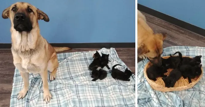 This Stray Dog Was Found Carrying Abandoned Kittens Off The Side Of The Road