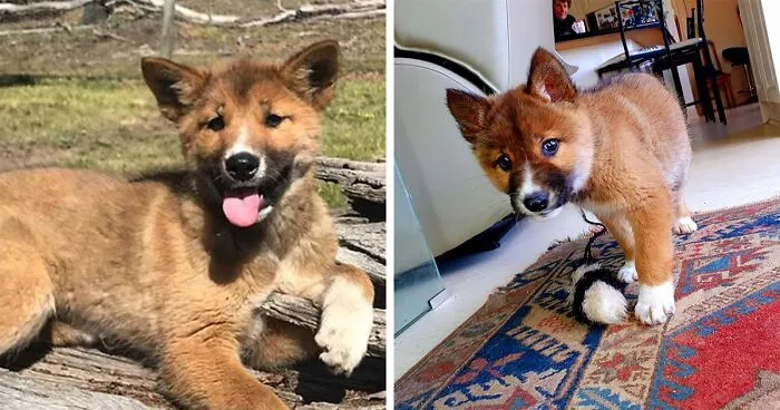This Puppy Gets Dropped By A Bird Of Prey, Turns Out He's A Purebred Endangered Dingo