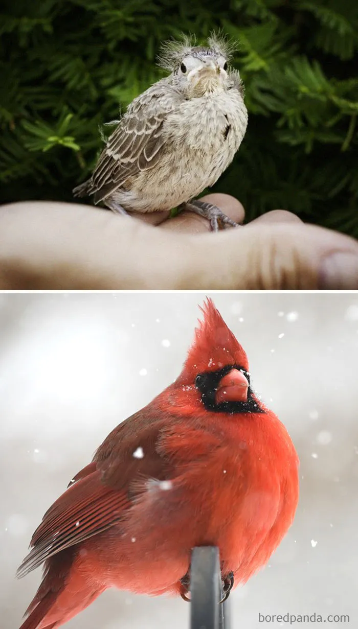 Cardinal