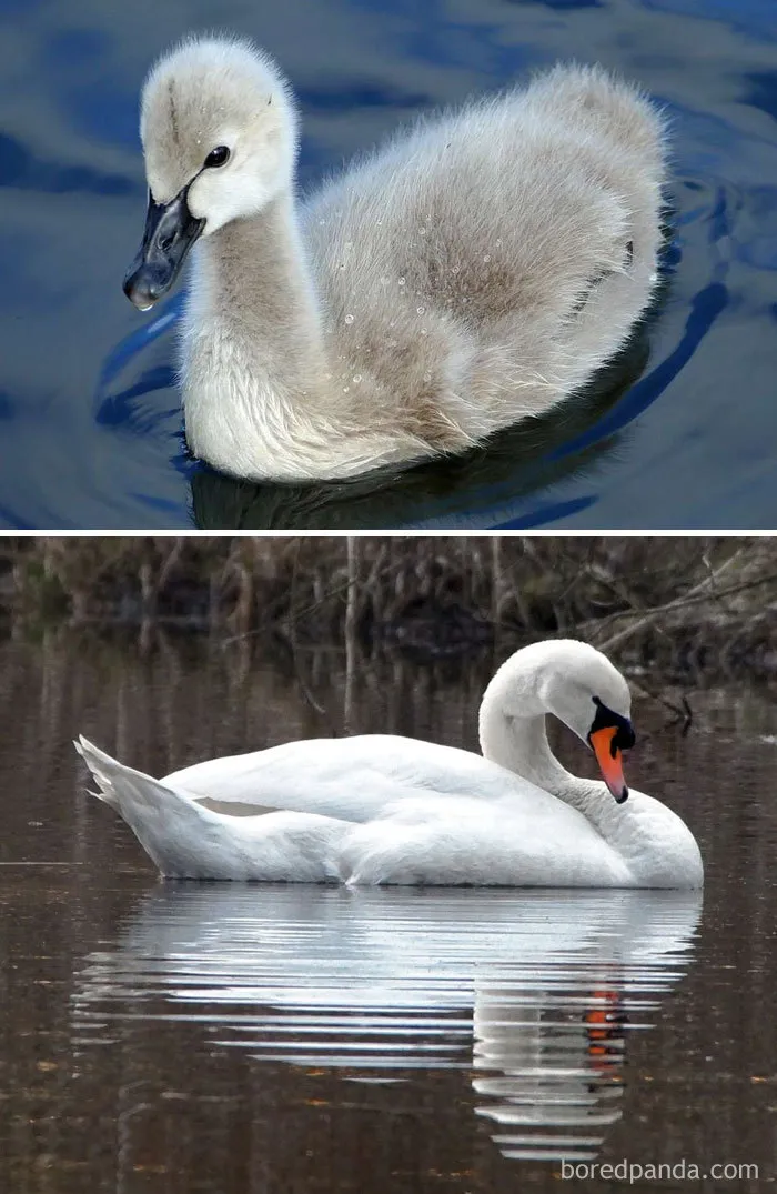 Swan
