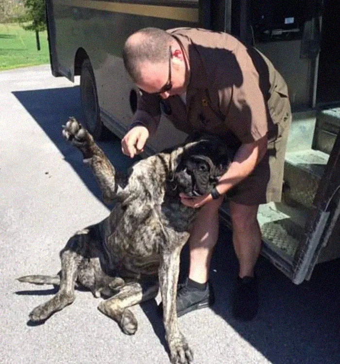 Turns Out, UPS Drivers Have A Facebook Group About Dogs They Meet On Their Routes, And It Will Make Your Day