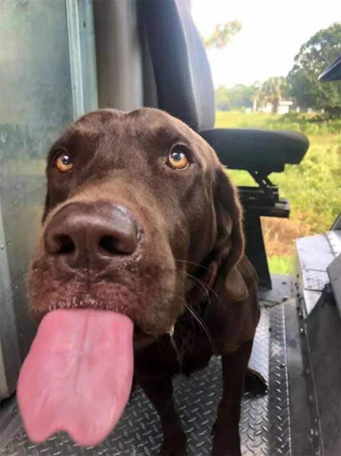 Turns Out, UPS Drivers Have A Facebook Group About Dogs They Meet On Their Routes, And It Will Make Your Day