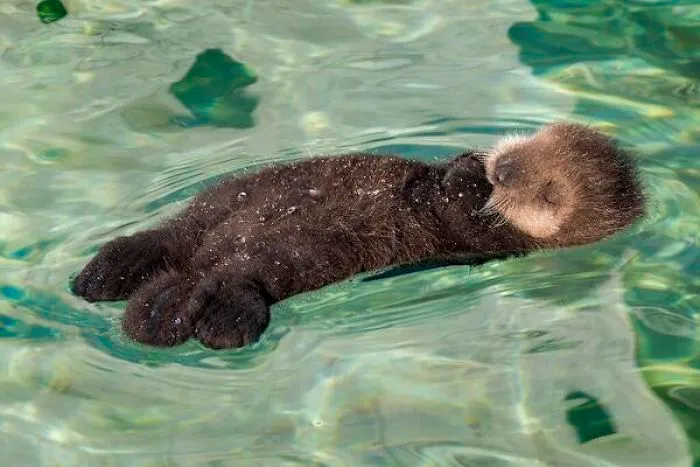 Si estás desanimado, estas 30 fotos de crías de nutria te harán sonreír