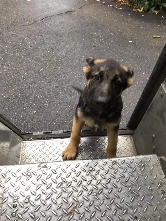 Turns Out, UPS Drivers Have A Facebook Group About Dogs They Meet On Their Routes, And It Will Make Your Day