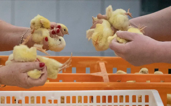 Determining The Sex Of The Chickens