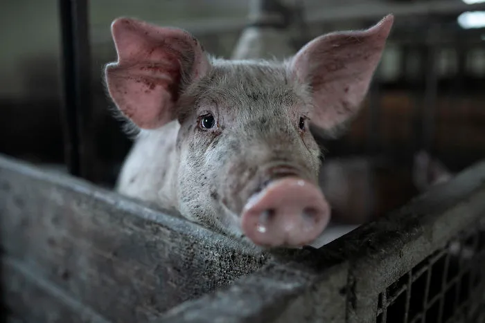 A Pig Interacting With The Activists