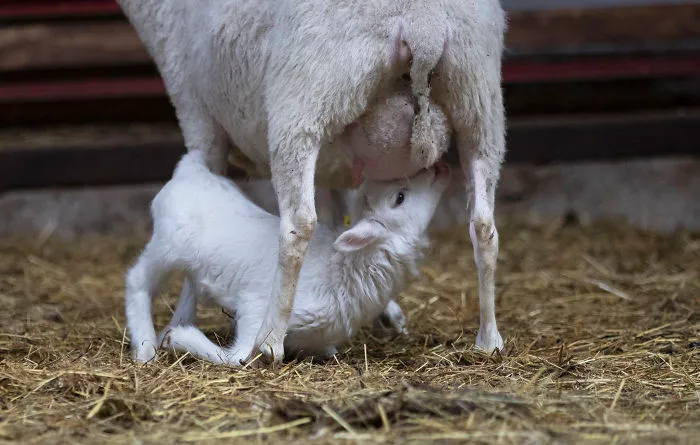 A Lamb Drinking Milk From Its Mother