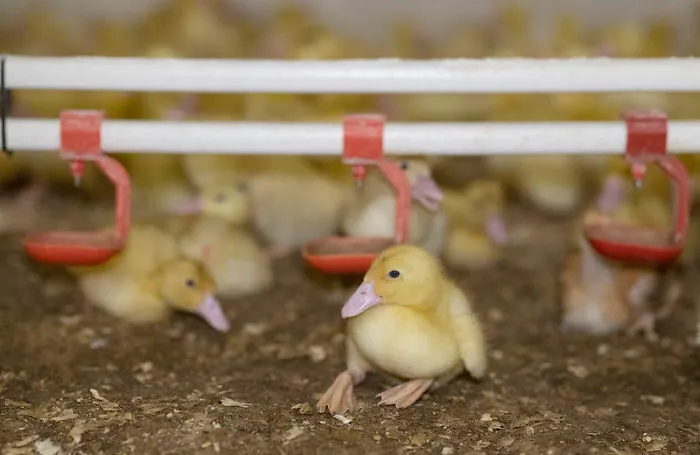 Ducklings On A Duck Farm, Ukraine