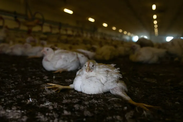 Broiler Chicken, Unable To Move