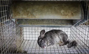 Andrew Skowron Exposes The Everyday Reality Of Farm Animals And It Might Turn You Into A Vegetarian (30 Pics)