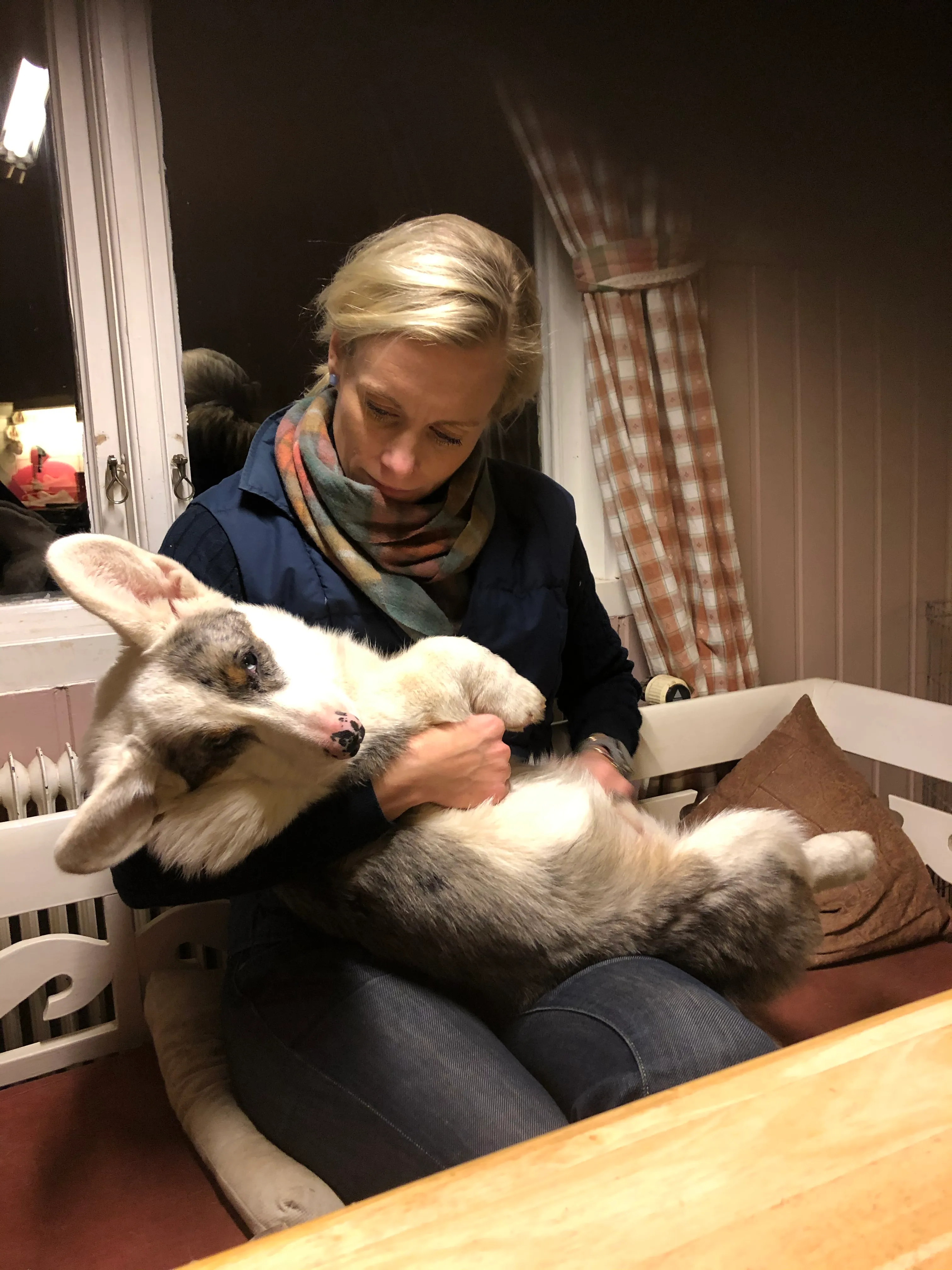 Corgi_caputt Is A Like A Big Cat But Still A Corgi Youngster