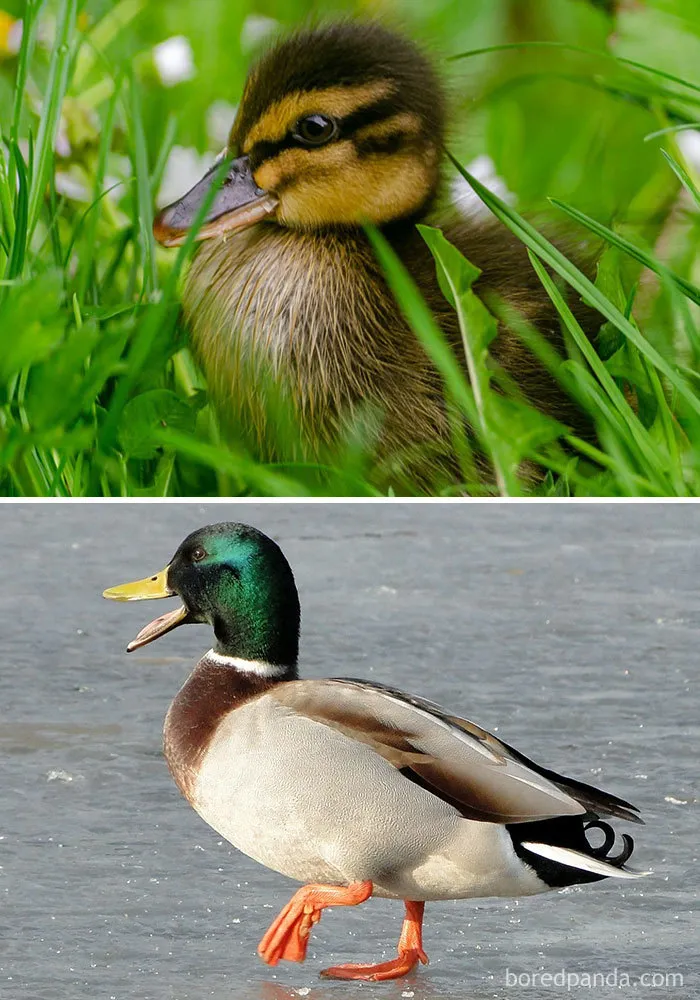Mallard Duck