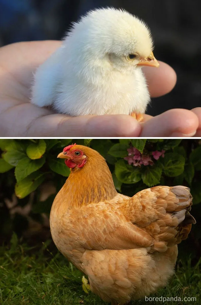 Chicken