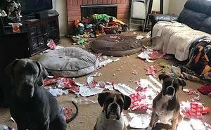 30 Hilarious Christmas Fails