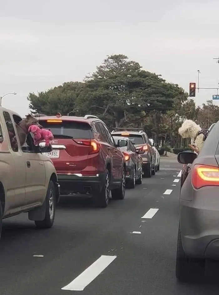 This Pitbull Pulled Out His Teddy To Show It To The Dog Of The Other Car
