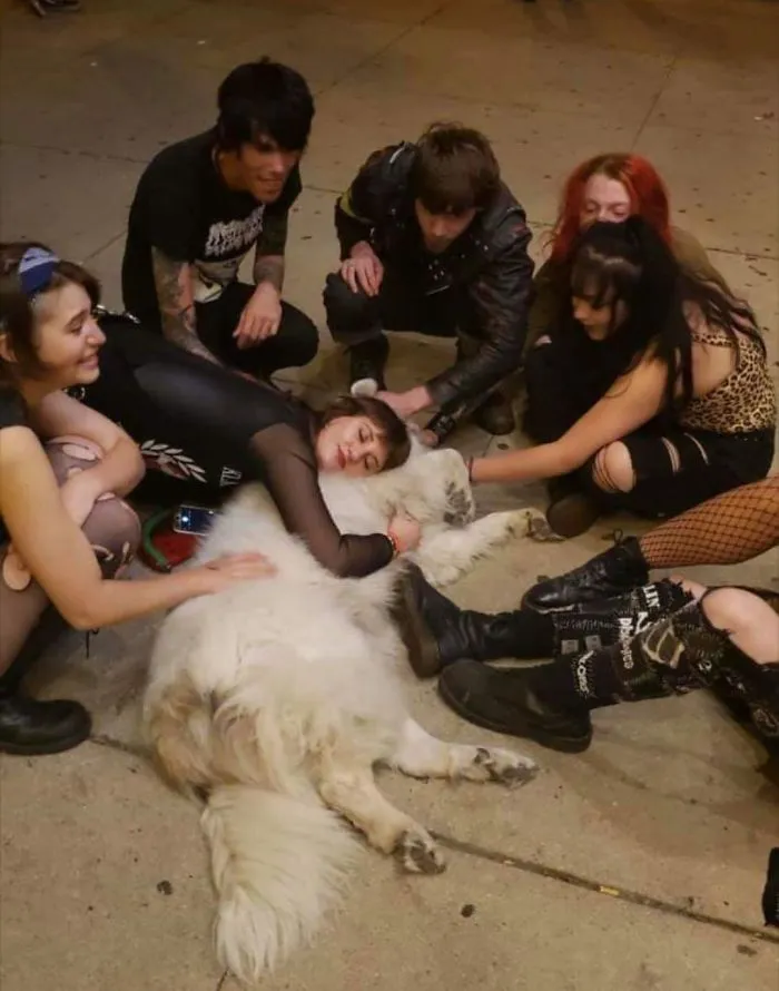 "My Friend Lives Above A Punk Bar And Sent Us This Pic Of Her Dog And The Regulars"