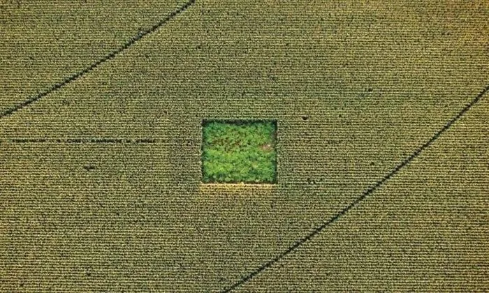 Cannabis Field In The Middle Of A Cornfield