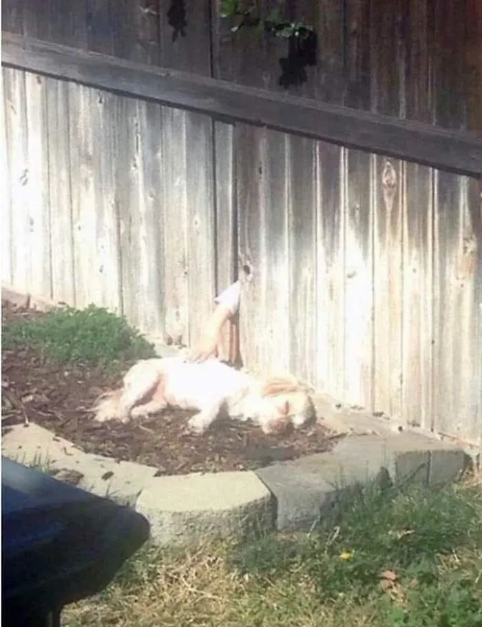 When You Do Not Have A Doggo But Your Neighbor Does...
