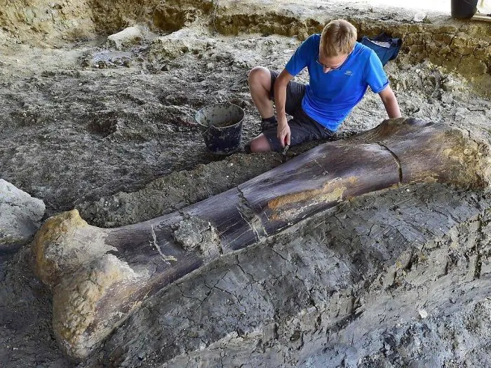 140 Million Year Old, 500 Kg Dinosaur Femur Discovered In France