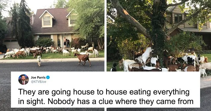 100 "Goats For Rent" Terrorize A Peaceful Neighborhood