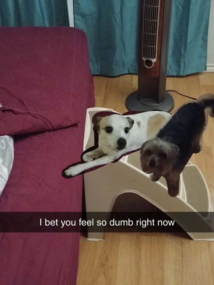 My Fiancée Hates The Pet Stairs I Bought For Our Dogs, Saying They Don't Even Use Them. After Weeks Of Attempted Training I Sent Her A Pic This Morning