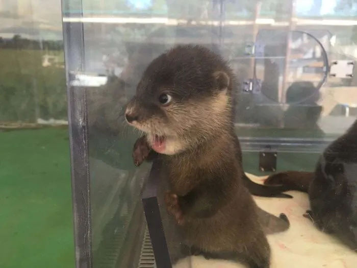 Si estás desanimado, estas 30 fotos de crías de nutria te harán sonreír