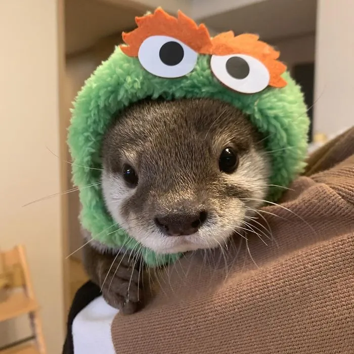 Si estás desanimado, estas 30 fotos de crías de nutria te harán sonreír