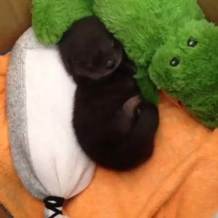 Adorable sea otter baby snuggled with a stuffed toy, lying on a soft blanket.