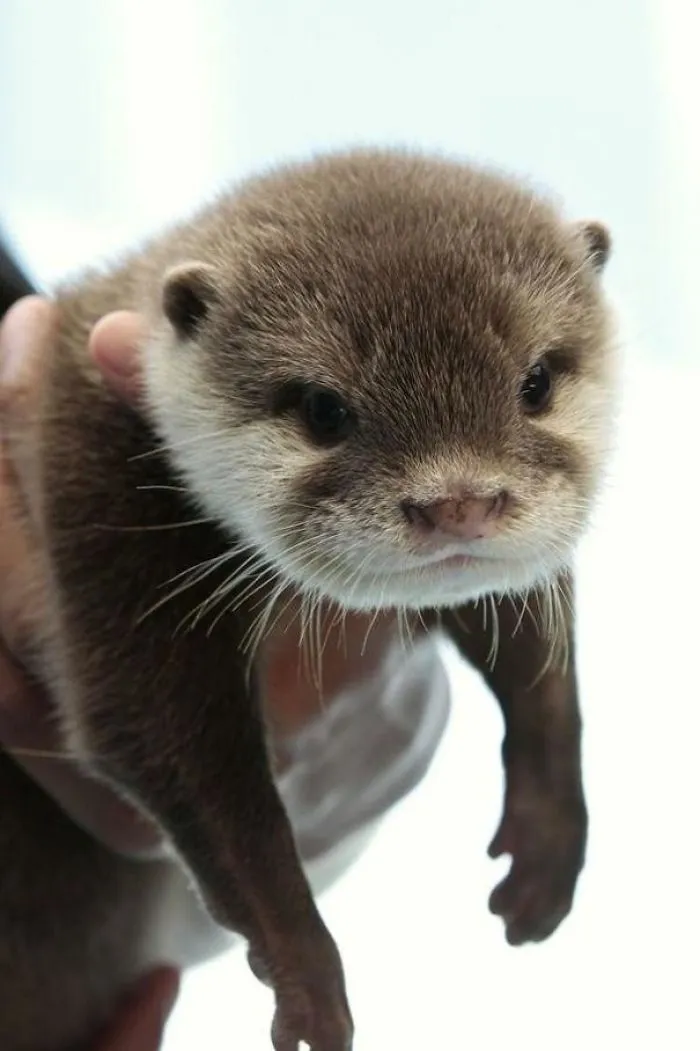 Adorable sea otter baby being held, looking directly at the camera with its tiny paws visible.