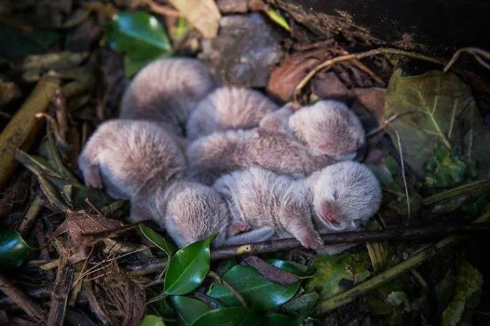 Si estás desanimado, estas 30 fotos de crías de nutria te harán sonreír