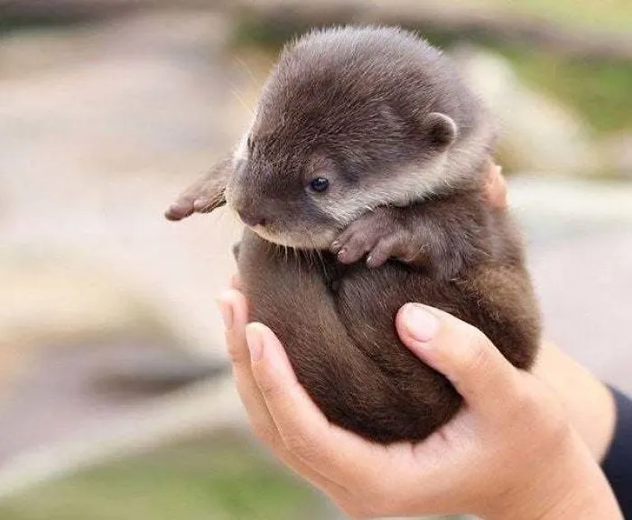 Si estás desanimado, estas 30 fotos de crías de nutria te harán sonreír