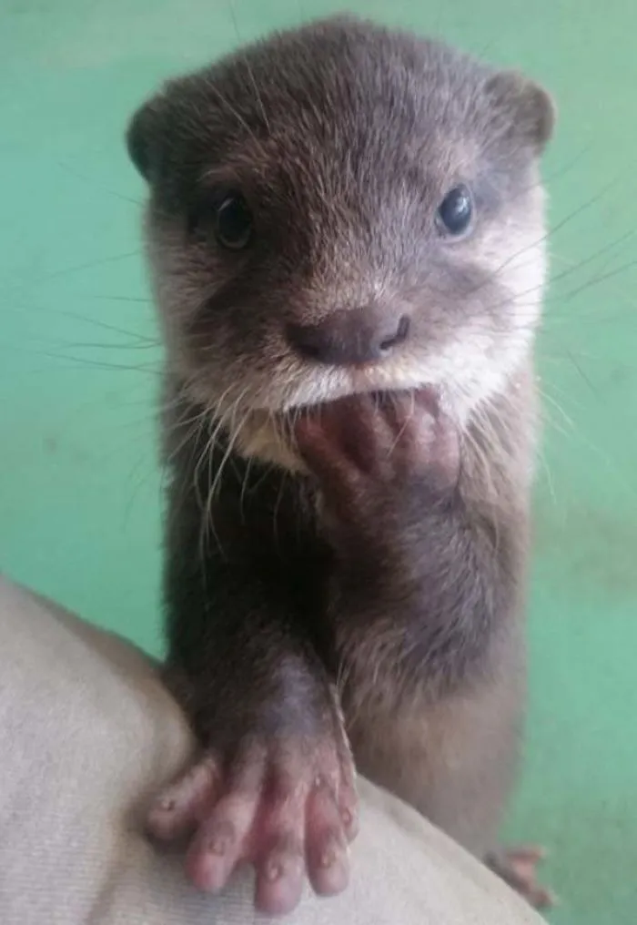 Si estás desanimado, estas 30 fotos de crías de nutria te harán sonreír