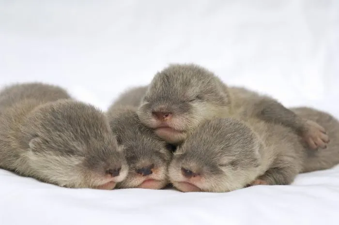 Si estás desanimado, estas 30 fotos de crías de nutria te harán sonreír