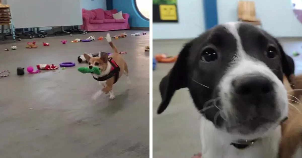 Esto es lo que pasó cuando dejaron que 35 perros del refugio de animales eligieran sus propios regalos