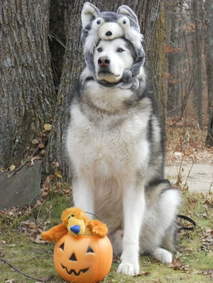 Tonka The Alaskan Malamute Dressed For Halloween As A Siberian Husky