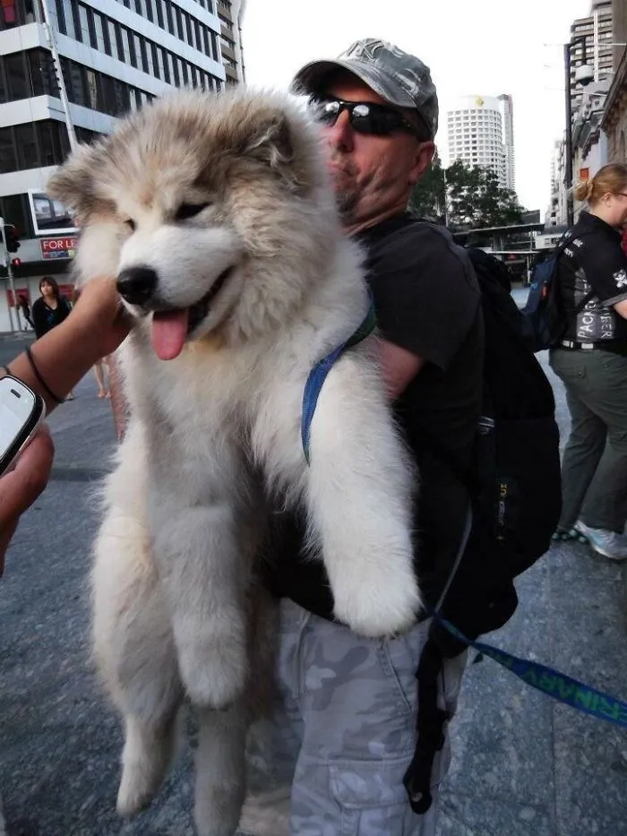 ¿Oso de peluche o malamute?