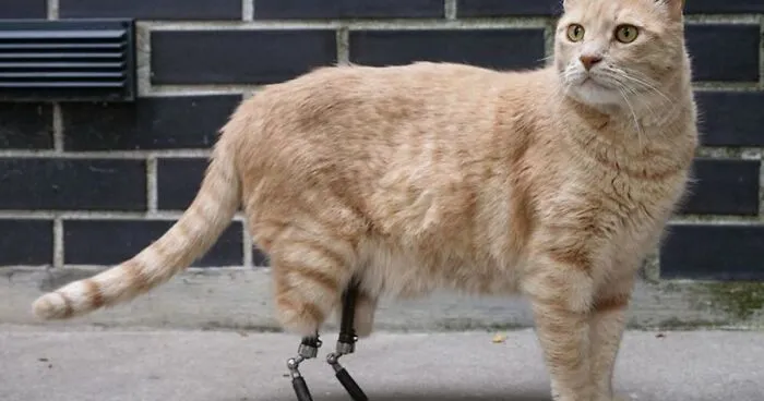 This Cat Got His Both Back Legs Amputated And Here's How His Life Looks Now (30 Pics)