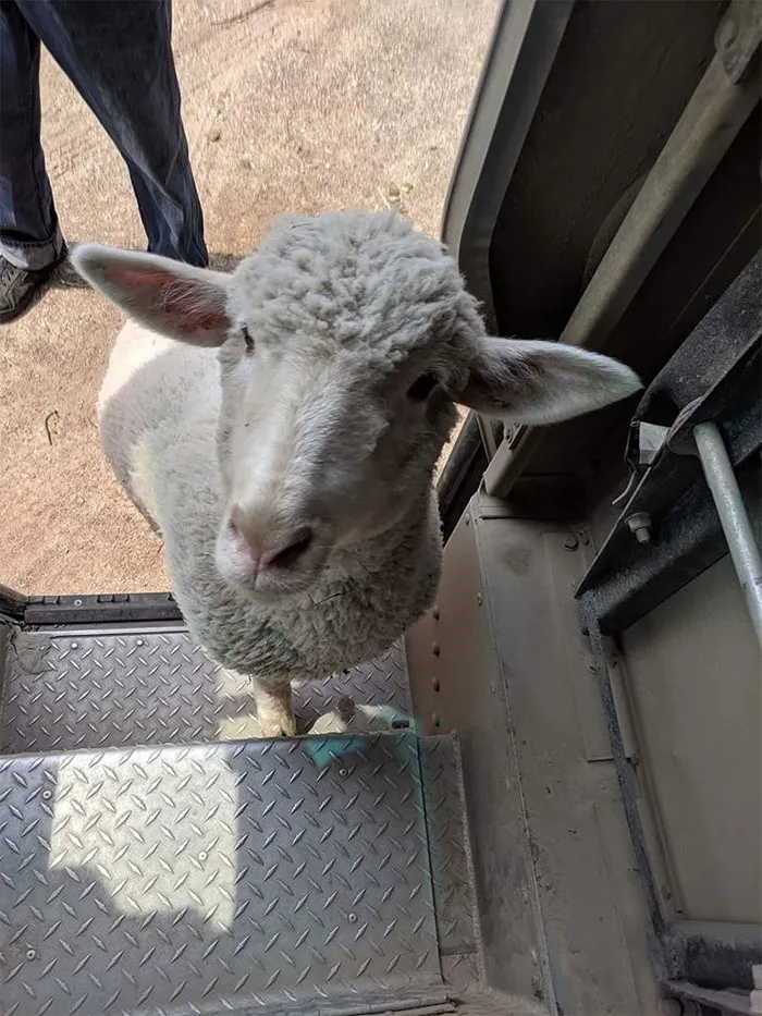 Resulta que los conductores de UPS tienen un grupo de Facebook con los perros que se encuentran en ruta, y te alegrará el día (Nuevas imágenes)