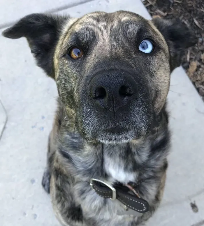 Turns Out, UPS Drivers Have A Facebook Group About Dogs They Meet On Their Routes, And It Will Make Your Day