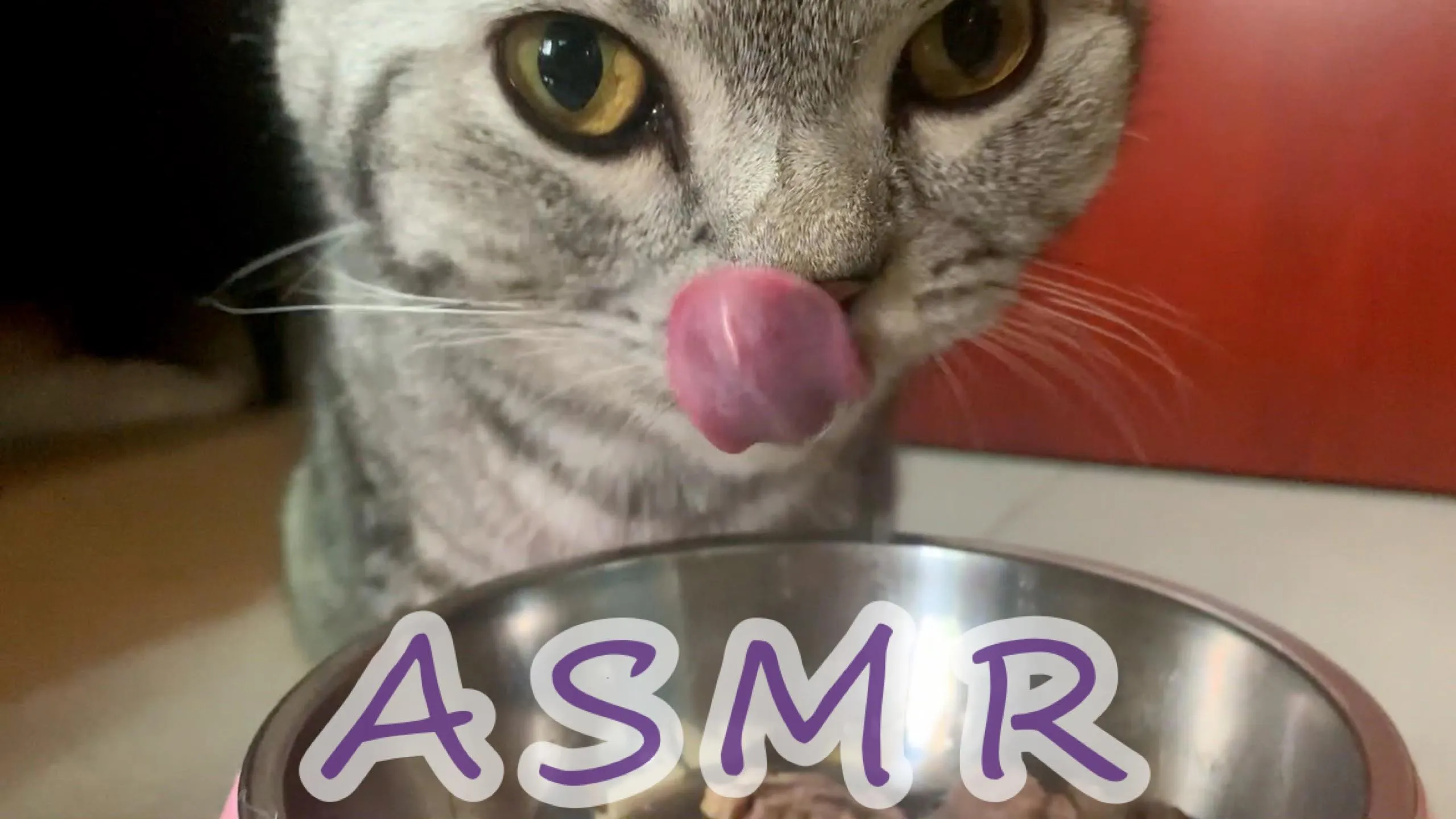 Cats Asmr ! Lovely Sound For Cats Lover