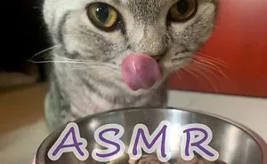 Cats Asmr ! Lovely Sound For Cats Lover